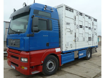 За превоз на животни камион MAN TGA 18.530 4X2 LL 3-Stock Pezzaioli: снимка 1