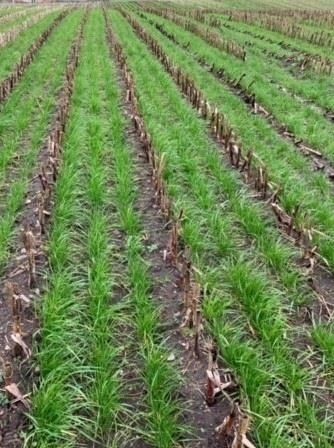 Gaspardo ***CropSeed*** Frøudstyr til radrenser - Оборудване след прибиране на реколтата: снимка 5 Gaspardo ***CropSeed*** Frøudstyr til radrenser - Оборудване след прибиране на реколтата: снимка 5