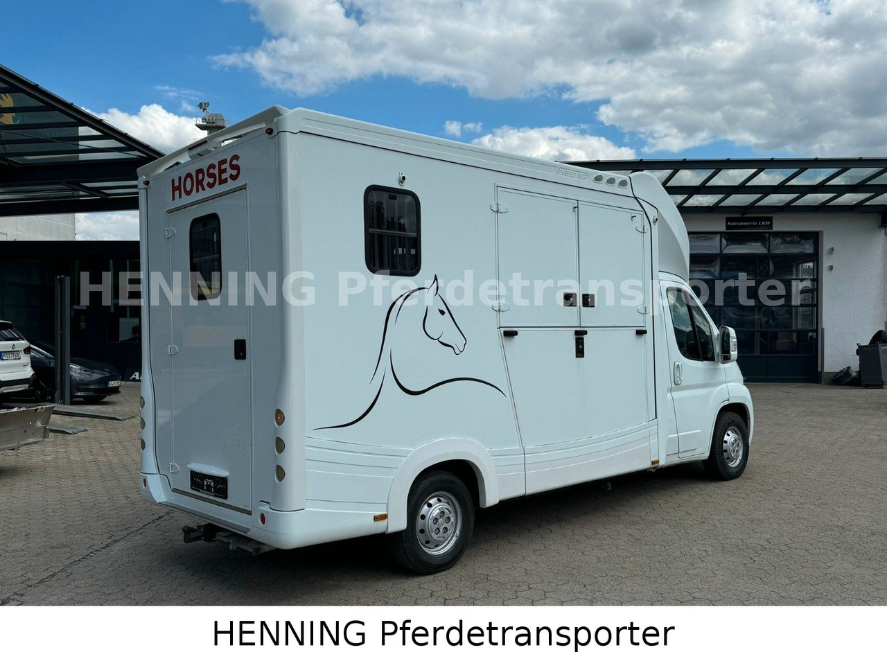 Fiat Ducato 3-Sitzer - Камион за коне, Лекотоварен автомобил: снимка 2 Fiat Ducato 3-Sitzer - Камион за коне, Лекотоварен автомобил: снимка 2