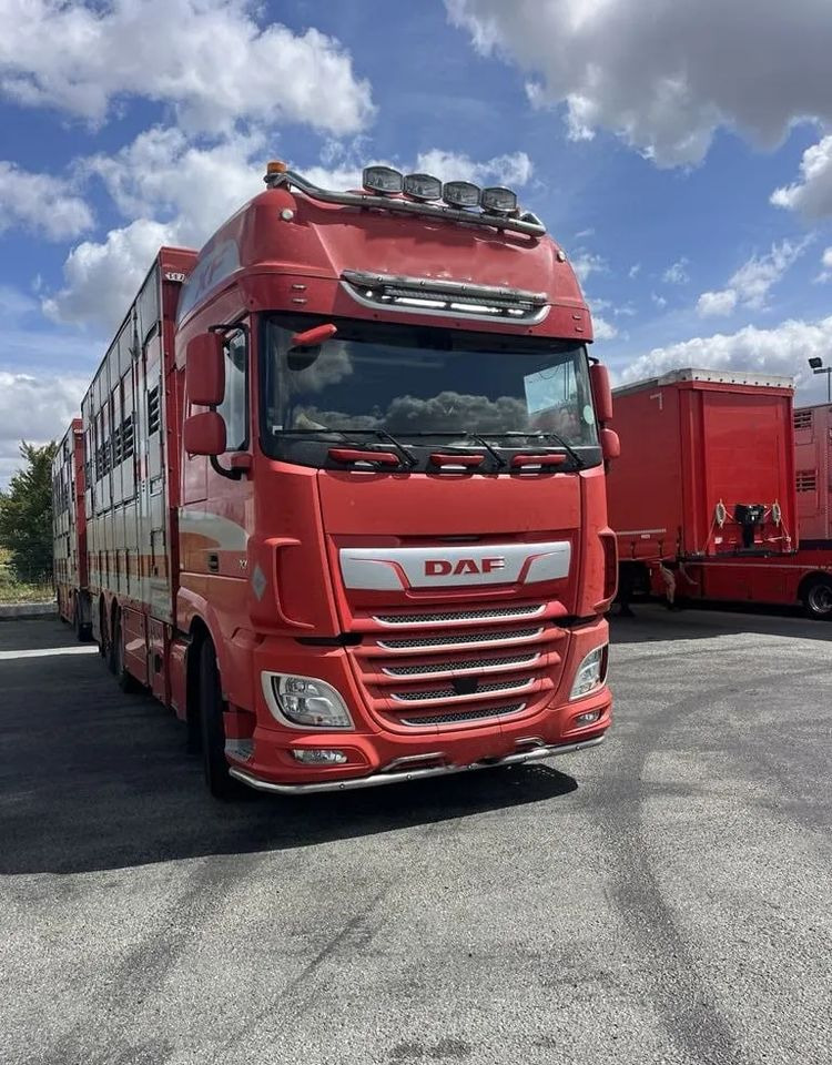 DAF XF 460 + Przyczepa Pezzaoli - 3X Trzoda, 2 X Bydło I 3 poziomy I Podnoszony dach I Hydroburta I Osie Skrętne I Poidła I Wentylatory I Pilot Manualny | Euro5 - За превоз на животни камион: снимка 1 DAF XF 460 + Przyczepa Pezzaoli - 3X Trzoda, 2 X Bydło I 3 poziomy I Podnoszony dach I Hydroburta I Osie Skrętne I Poidła I Wentylatory I Pilot Manualny | Euro5 - За превоз на животни камион: снимка 1