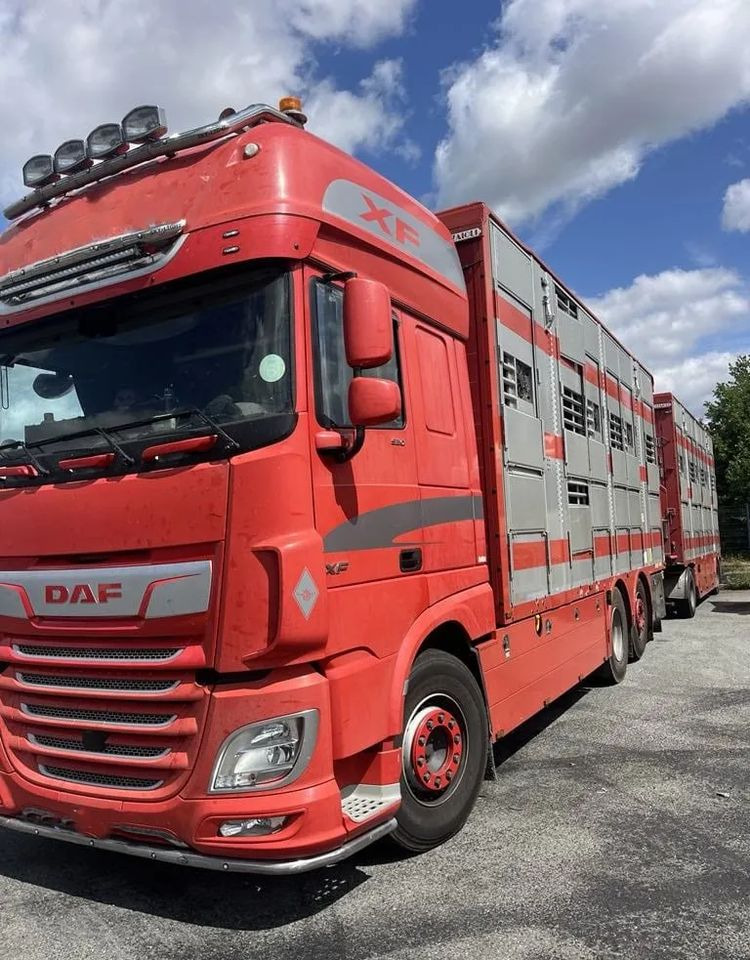 DAF XF 460 + Przyczepa Pezzaoli - 3X Trzoda, 2 X Bydło I 3 poziomy I Podnoszony dach I Hydroburta I Osie Skrętne I Poidła I Wentylatory I Pilot Manualny | Euro5 - За превоз на животни камион: снимка 2 DAF XF 460 + Przyczepa Pezzaoli - 3X Trzoda, 2 X Bydło I 3 poziomy I Podnoszony dach I Hydroburta I Osie Skrętne I Poidła I Wentylatory I Pilot Manualny | Euro5 - За превоз на животни камион: снимка 2