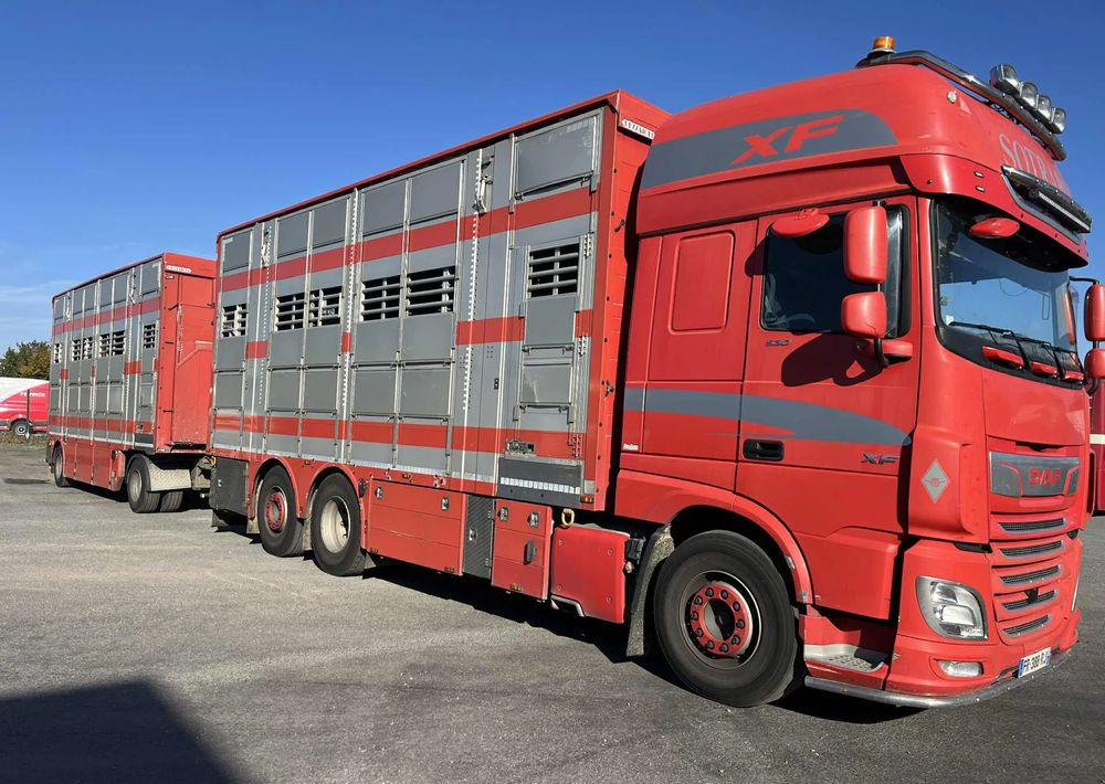 DAF XF 530 + Przyczepa Pezzaoli - 3X Trzoda, 2 X Bydło I 3 poziomy I Podnoszony dach I Hydroburta I Osie Skrętne I Poidła I Wentylatory I Pilot Manualny | - За превоз на животни камион: снимка 2 DAF XF 530 + Przyczepa Pezzaoli - 3X Trzoda, 2 X Bydło I 3 poziomy I Podnoszony dach I Hydroburta I Osie Skrętne I Poidła I Wentylatory I Pilot Manualny | - За превоз на животни камион: снимка 2
