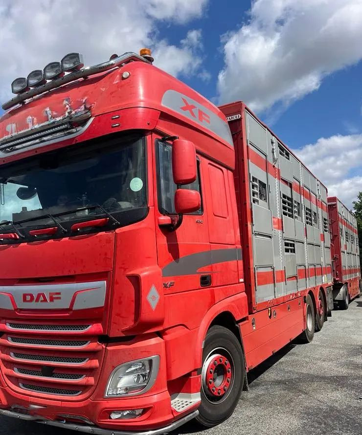 DAF XF 530 + Przyczepa Pezzaoli - 3X Trzoda, 2 X Bydło I 3 poziomy I Podnoszony dach I Hydroburta I Osie Skrętne I Poidła I Wentylatory I Pilot Manualny | - За превоз на животни камион: снимка 1 DAF XF 530 + Przyczepa Pezzaoli - 3X Trzoda, 2 X Bydło I 3 poziomy I Podnoszony dach I Hydroburta I Osie Skrętne I Poidła I Wentylatory I Pilot Manualny | - За превоз на животни камион: снимка 1