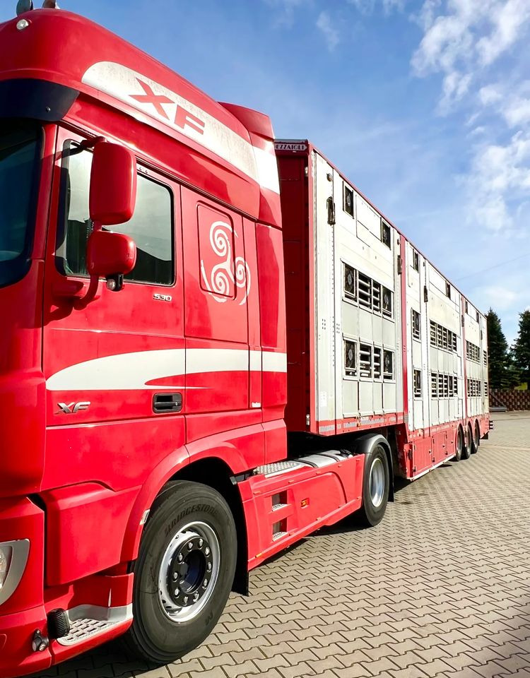 Pezzaioli NACZEPA 2017 / 3 POZIOMY / TRANSPORT ZWIERZĄT / HYDRAULIKA / STEROWANIE PILOTEM/ PODNOSZONY DACH / - За превоз на животни полуремарке: снимка 4 Pezzaioli NACZEPA 2017 / 3 POZIOMY / TRANSPORT ZWIERZĄT / HYDRAULIKA / STEROWANIE PILOTEM/ PODNOSZONY DACH / - За превоз на животни полуремарке: снимка 4