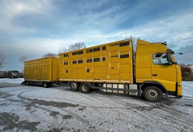 Volvo FH 420 • KABA • Transport Zwierząt 3xŚwinie/ 2xBydło 3-piętrowy • Euro 5 • Retarder • Oś podnoszona i skrętna - За превоз на животни камион: снимка 3 Volvo FH 420 • KABA • Transport Zwierząt 3xŚwinie/ 2xBydło 3-piętrowy • Euro 5 • Retarder • Oś podnoszona i skrętna - За превоз на животни камион: снимка 3