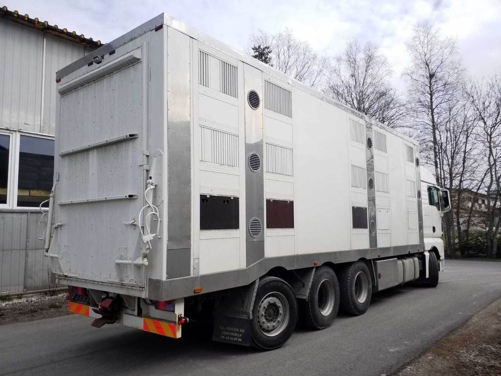 MAN TGX 35.540 8X4 TRIDEM ANIMAL - За превоз на животни камион: снимка 3 MAN TGX 35.540 8X4 TRIDEM ANIMAL - За превоз на животни камион: снимка 3