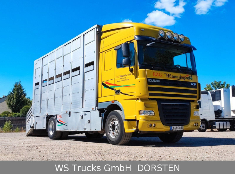 DAF XF410 Menke Doppelstock - За превоз на животни камион: снимка 2 DAF XF410 Menke Doppelstock - За превоз на животни камион: снимка 2